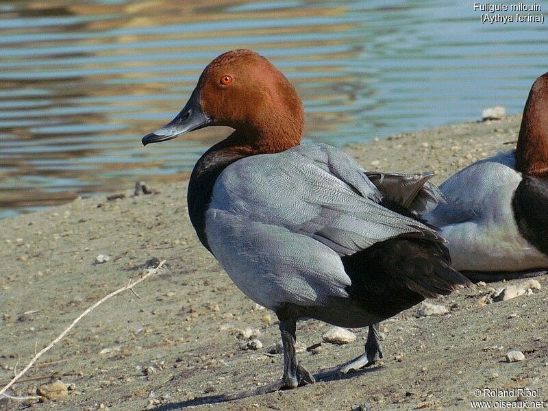 Common Pochard