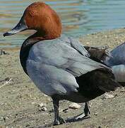 Common Pochard