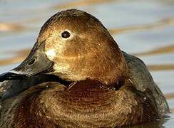 Common Pochard