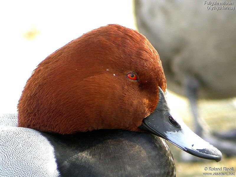 Common Pochard