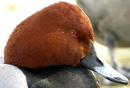 Common Pochard