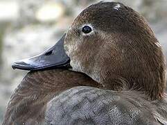 Common Pochard