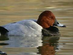 Common Pochard