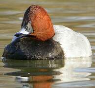 Common Pochard