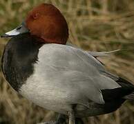 Common Pochard