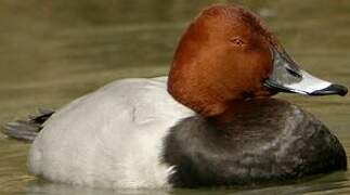 Common Pochard