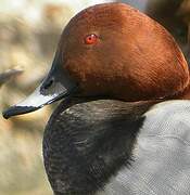 Common Pochard