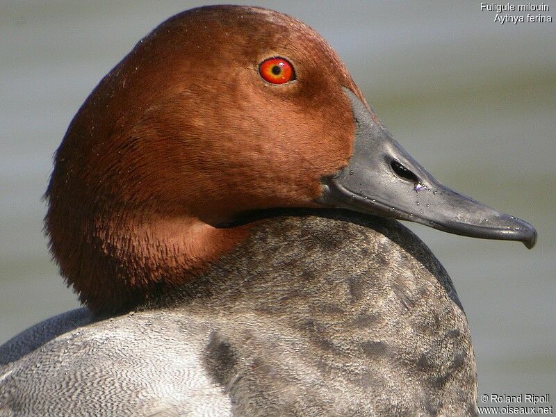 Common Pochard male adult breeding