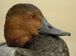 Common Pochard