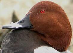 Common Pochard