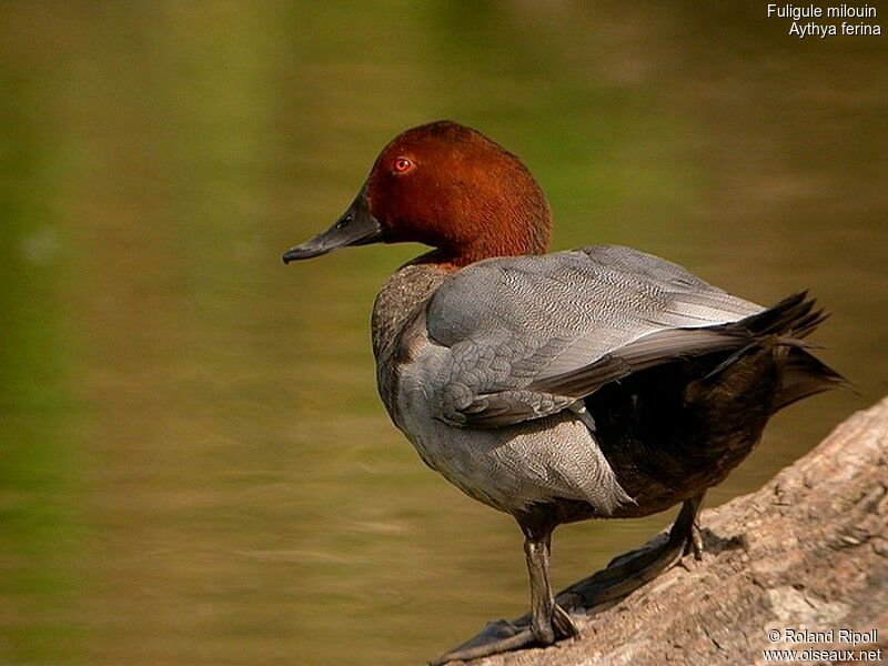 Common Pochard male adult breeding