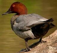 Common Pochard