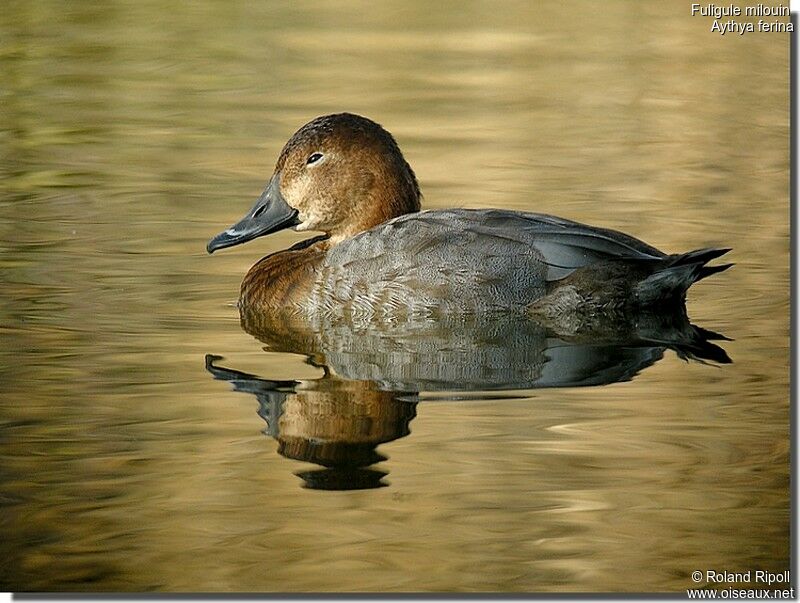 Common Pochard female adult