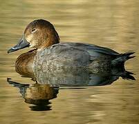 Common Pochard