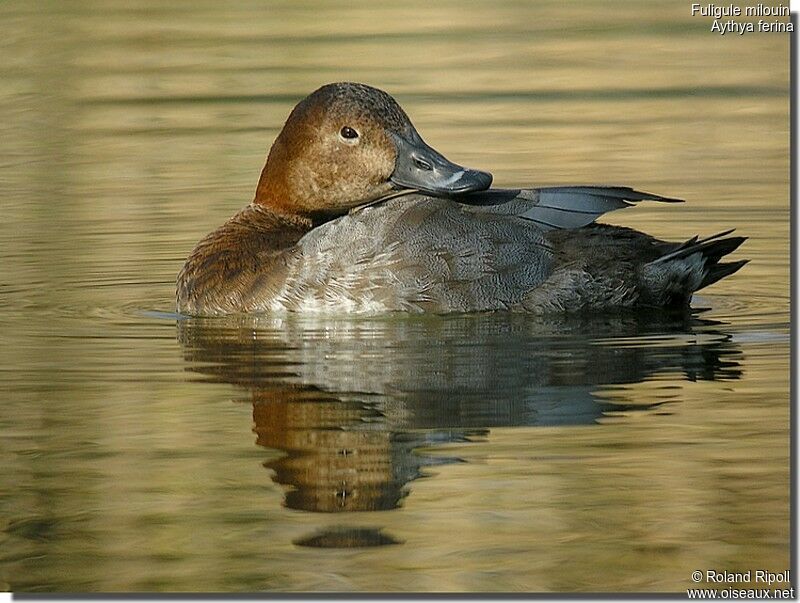 Common Pochard female adult