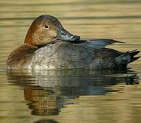 Common Pochard