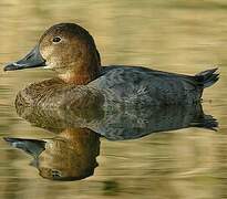 Common Pochard