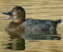 Common Pochard