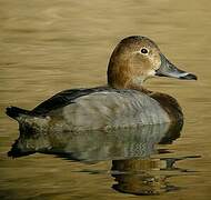 Common Pochard