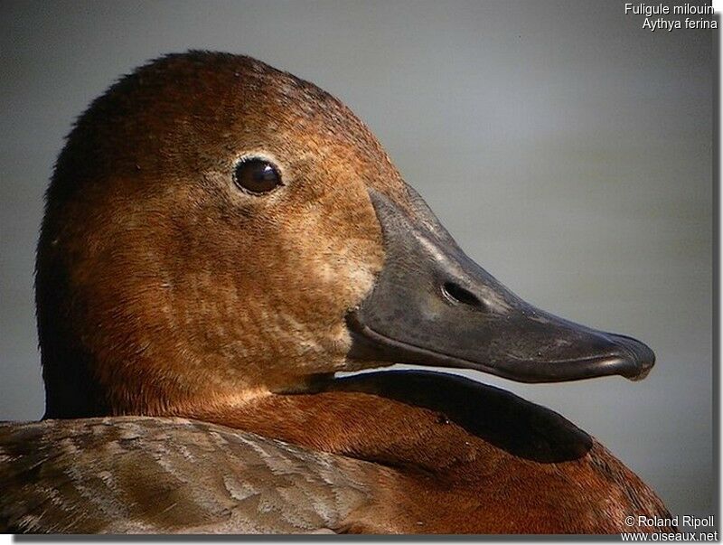 Common Pochard female adult