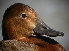 Common Pochard