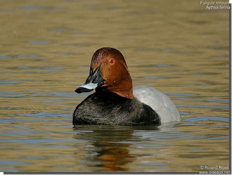 Common Pochard male adult