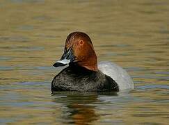 Common Pochard