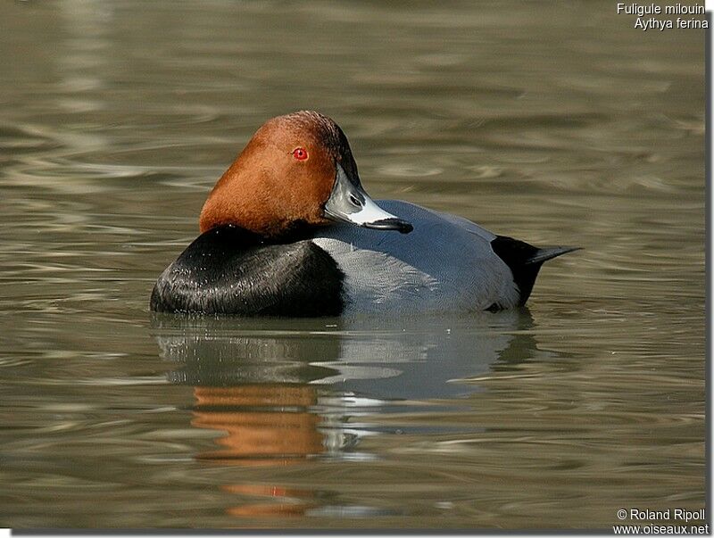 Common Pochard male adult