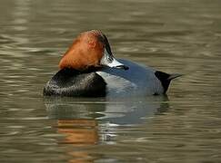 Common Pochard