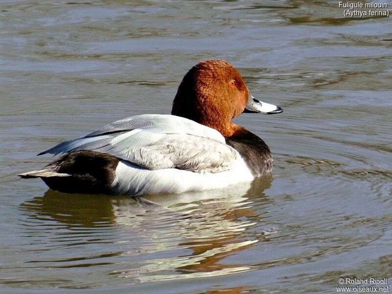 Common Pochard