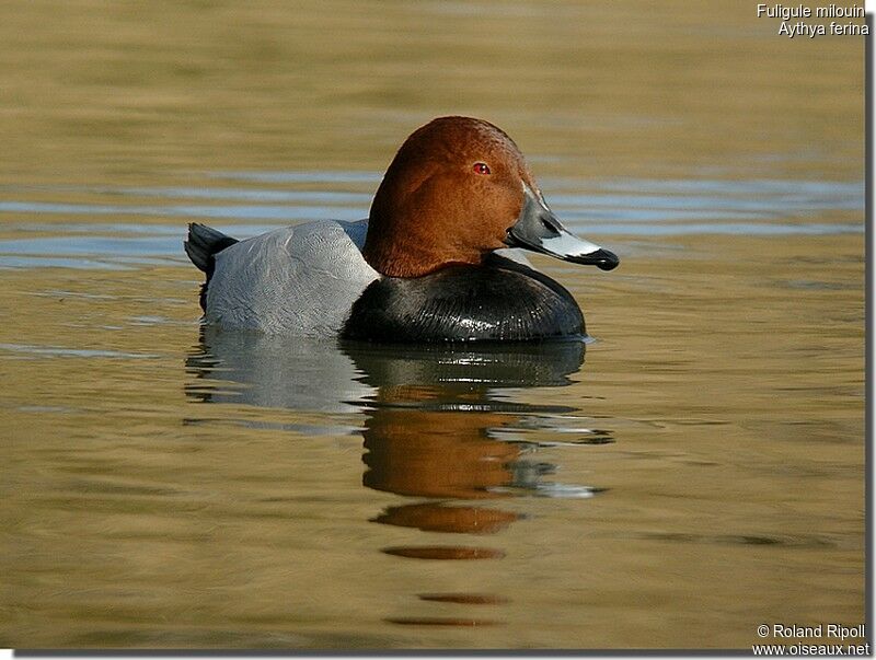 Common Pochard male adult