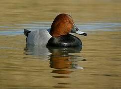 Common Pochard