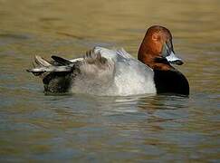 Common Pochard