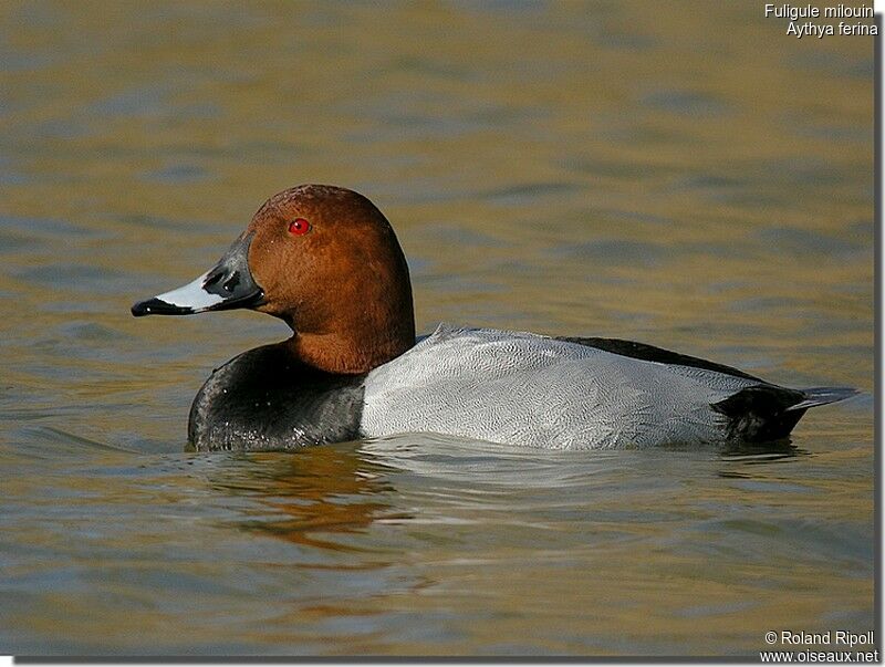 Common Pochard male adult