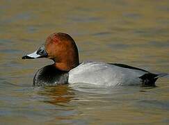 Common Pochard