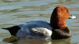 Common Pochard