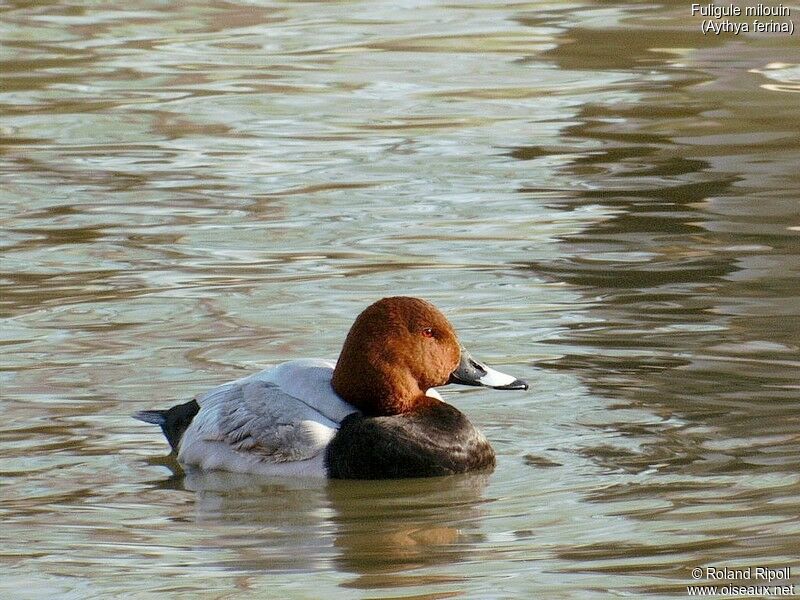 Common Pochard