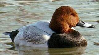 Common Pochard