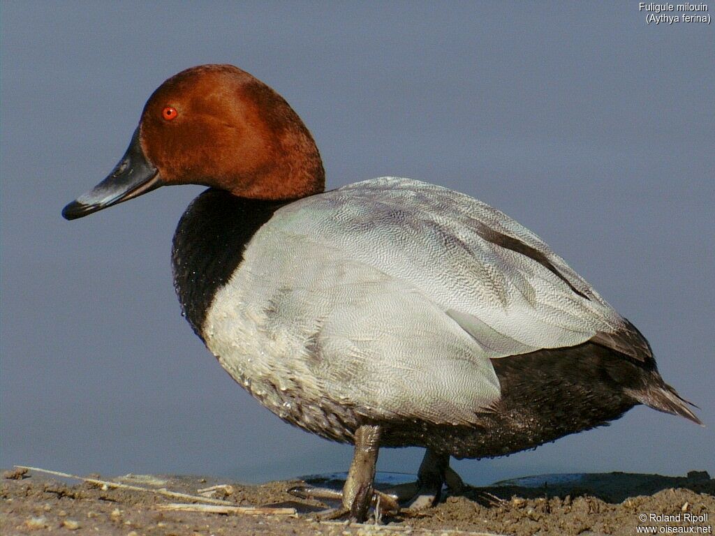 Common Pochard