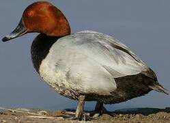 Common Pochard