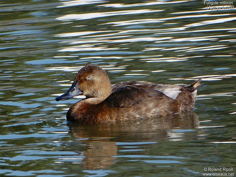 Common Pochard