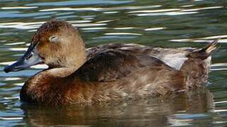 Common Pochard