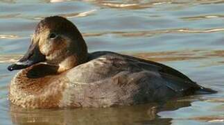 Common Pochard