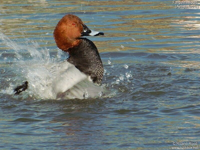 Common Pochard