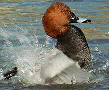 Common Pochard