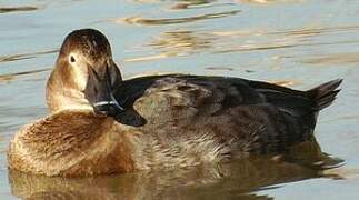 Common Pochard