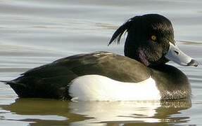 Tufted Duck