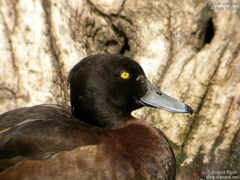 Fuligule morillon femelle adulte