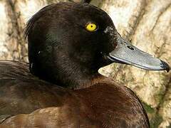 Tufted Duck