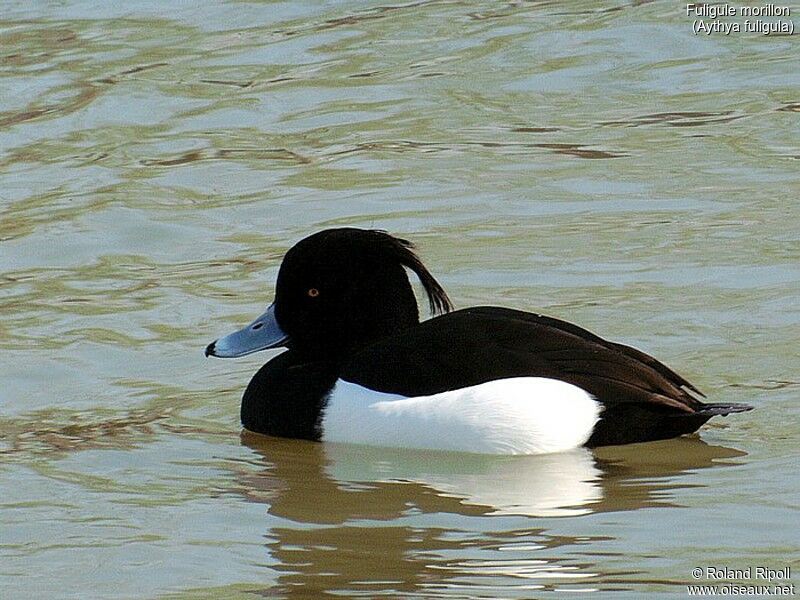 Tufted Duck